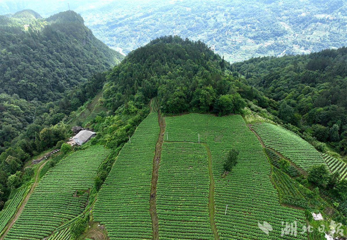 廖成,6月24日,航拍恩施市新塘乡下塘坝村,校场坝村烟叶种植基地,烟叶