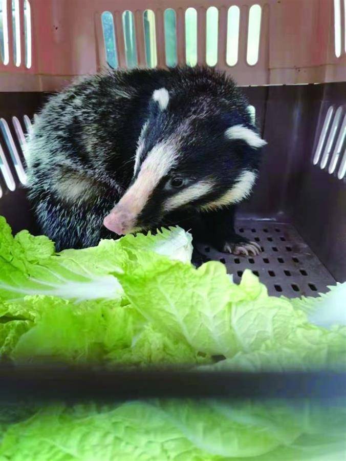 野生猪獾溜进钟祥居民小区做客