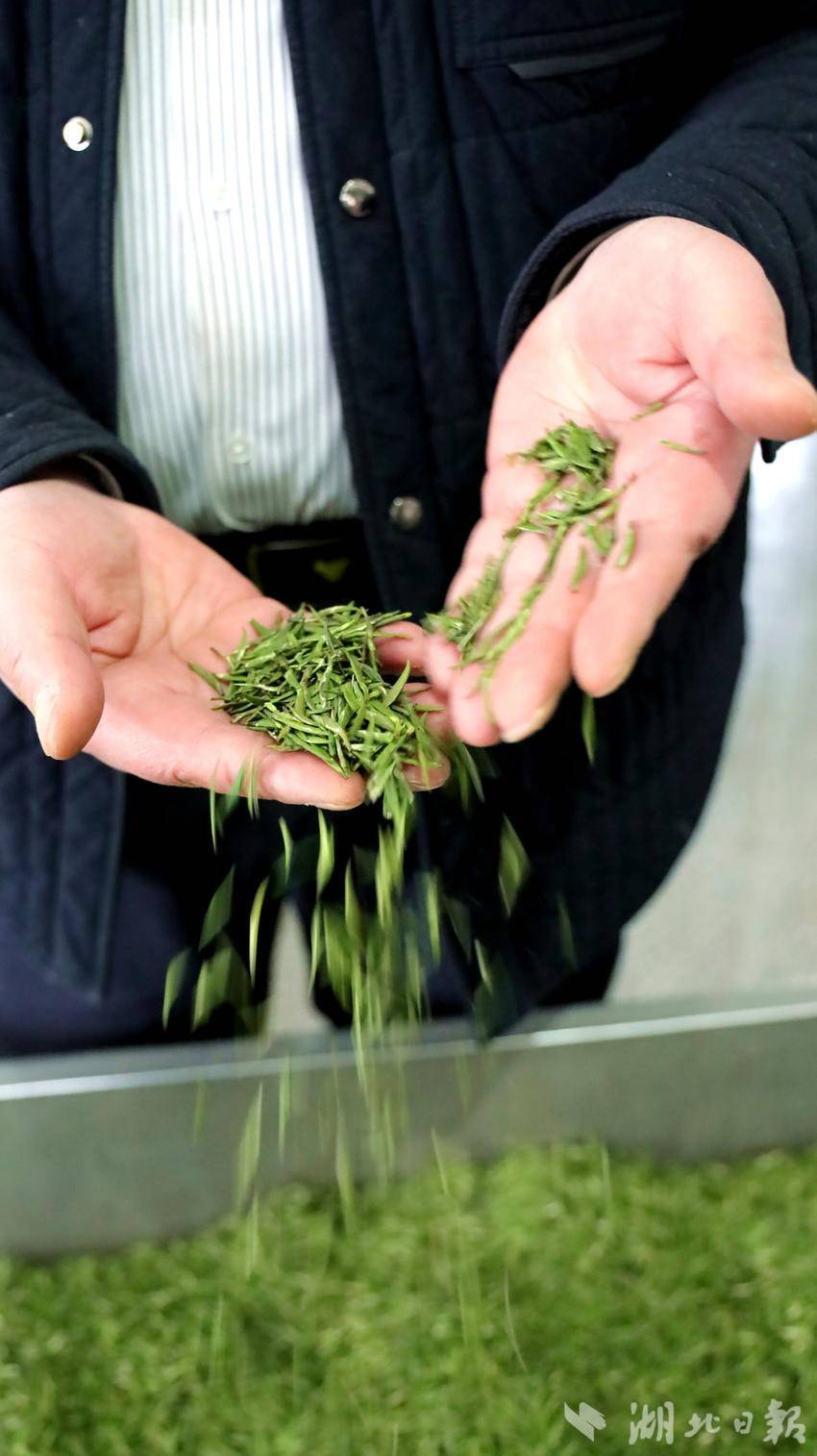 3月5日，湖北昀和生态观光农业开发有限公司厂房第一批加工出来的春茶。（通讯员 舒 淑 摄）.jpg