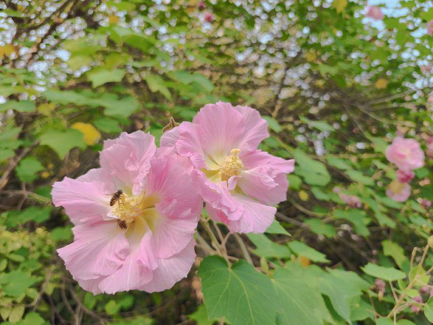 天门：河山干渠水清岸绿美如画.doc