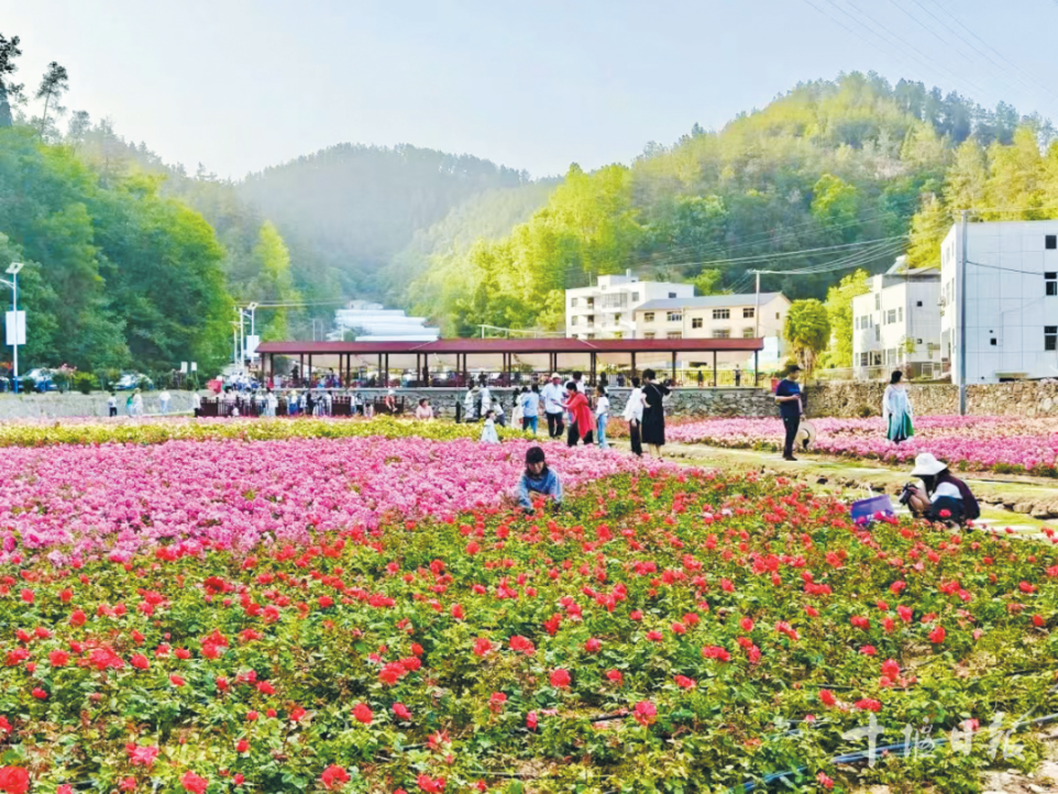 梁家沟村月季花竞相绽放，与错落有致的民居、蜿蜒的村道相映成趣。.png