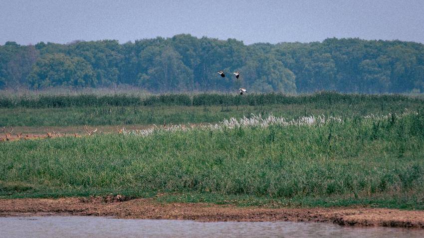 湖北石首：保护区今年新添498头小麋鹿.docx