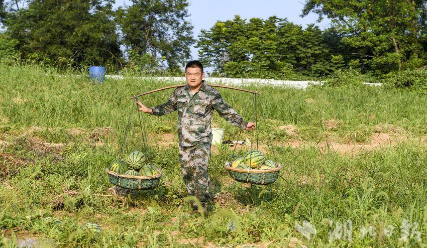 高铁岭镇九龙村昔日林地变身“甜蜜”产业.doc