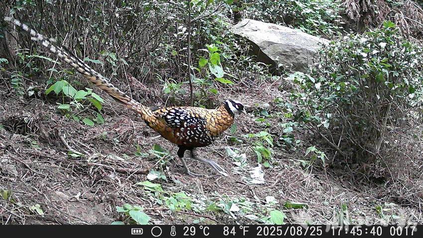 白冠长尾雉（国家一家保护动物）