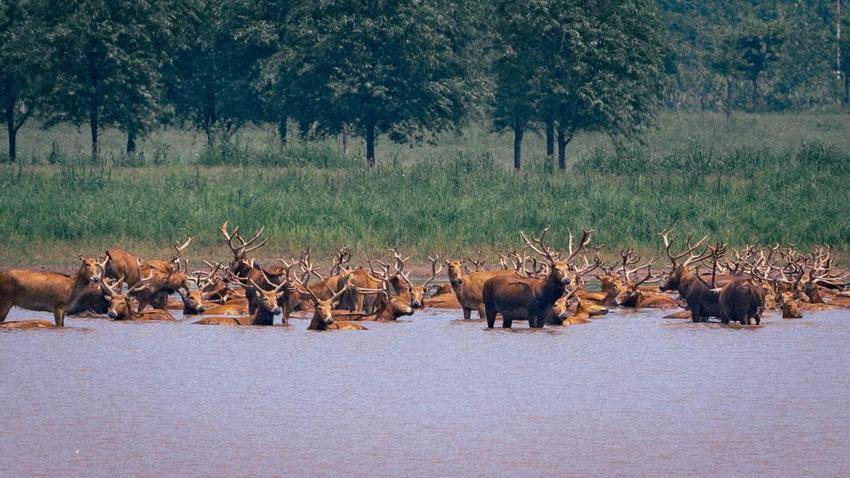 湖北石首：保护区今年新添498头小麋鹿.docx