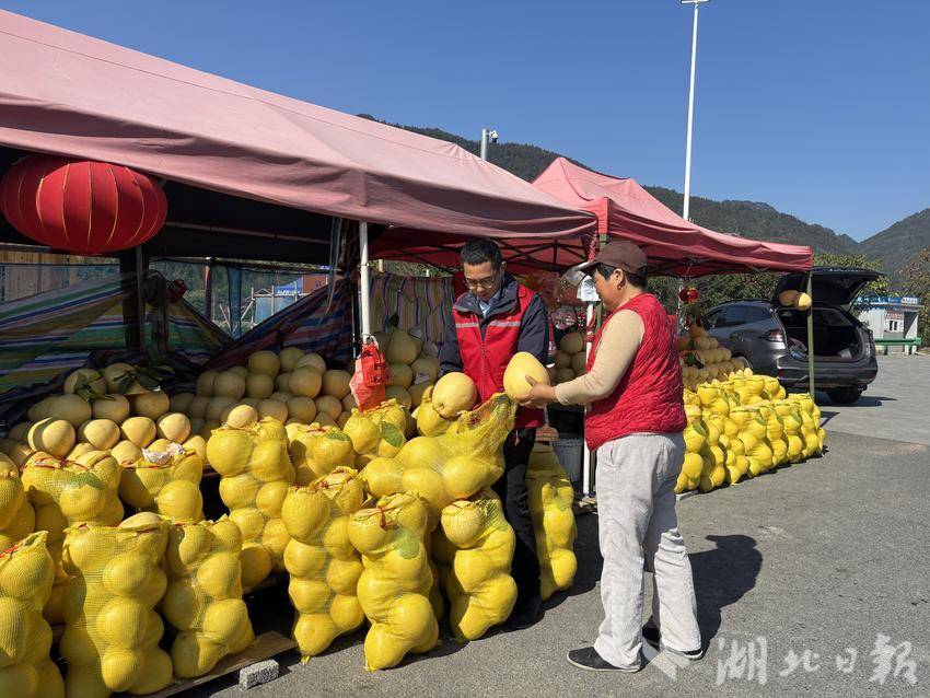 志愿者为游客挑选贡水白柚