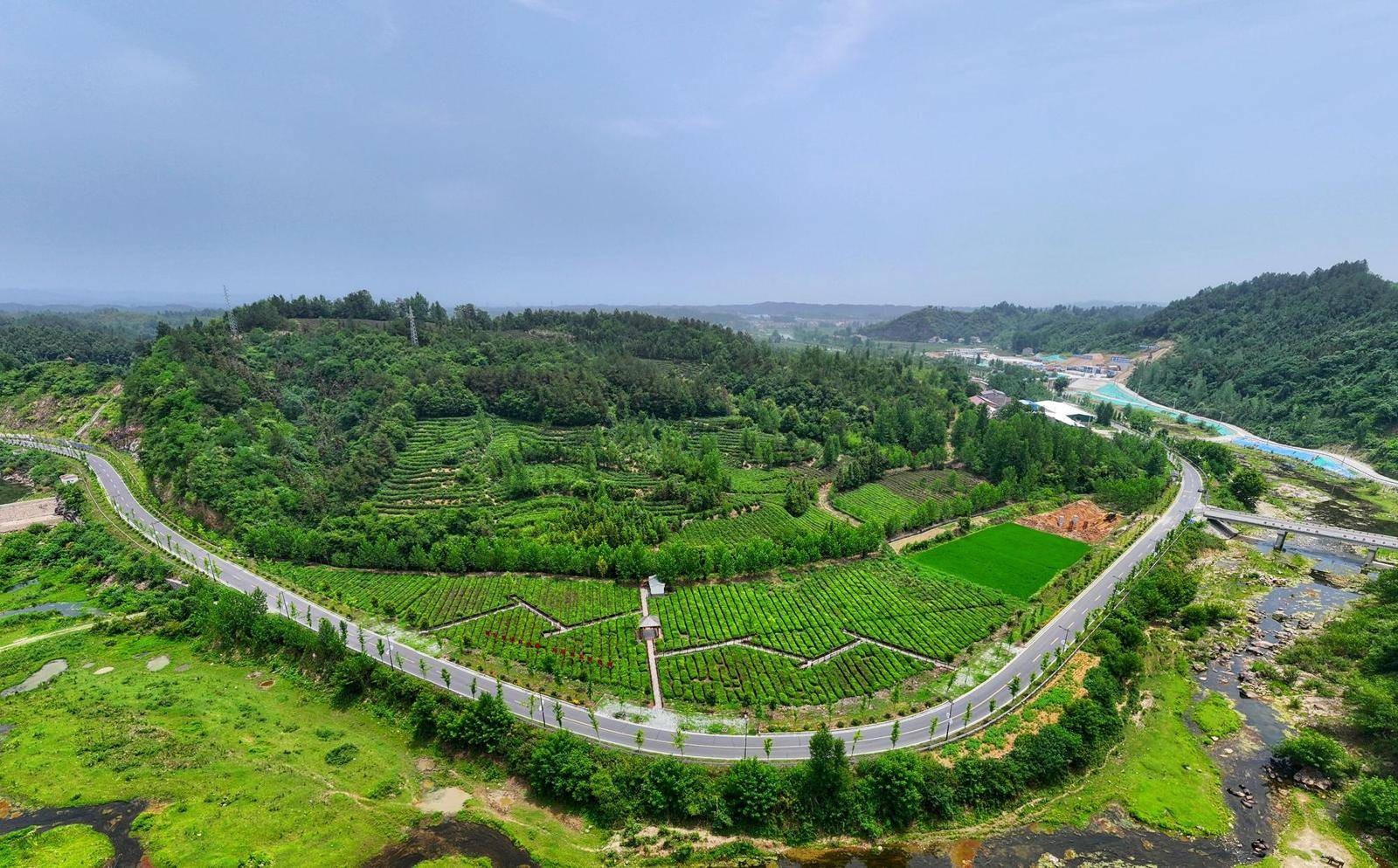 ▲堰河村茶园