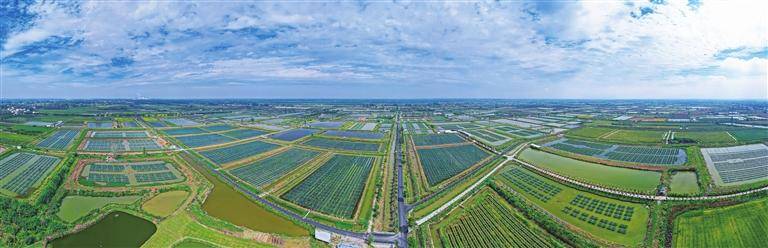 万亩鳝塘 星罗棋布