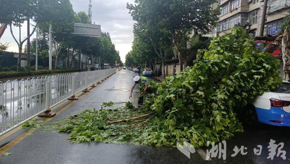 武汉交警清理倒下的大树