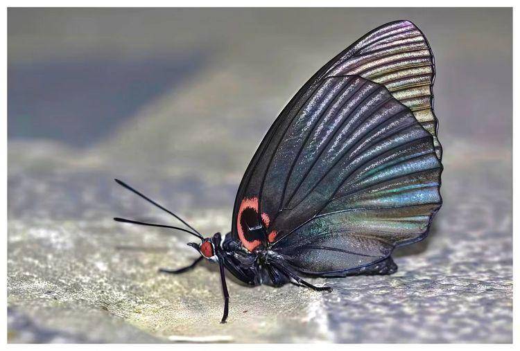 北緯31秘境檔案黑美20251216090346.docx