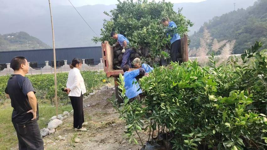 国企赋能，柑橘苗木销售掀热潮.doc