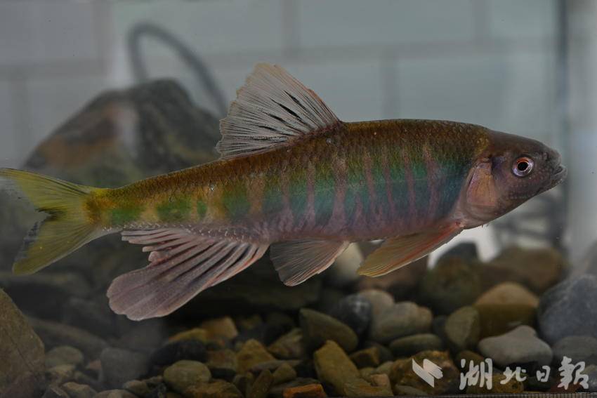 大鳞马口鱼（袁喜 摄）