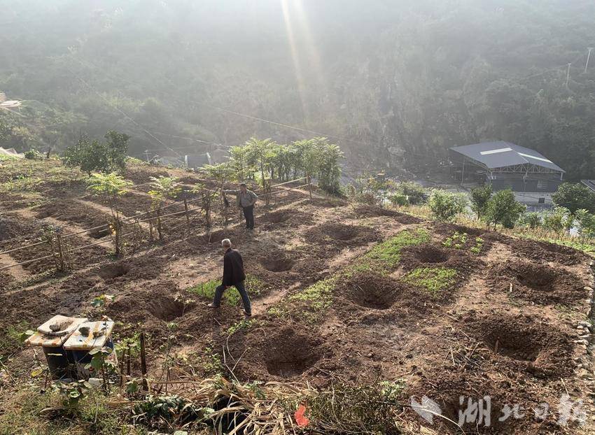 响滩村枇杷、夏橙 共同缔造20211121.docx