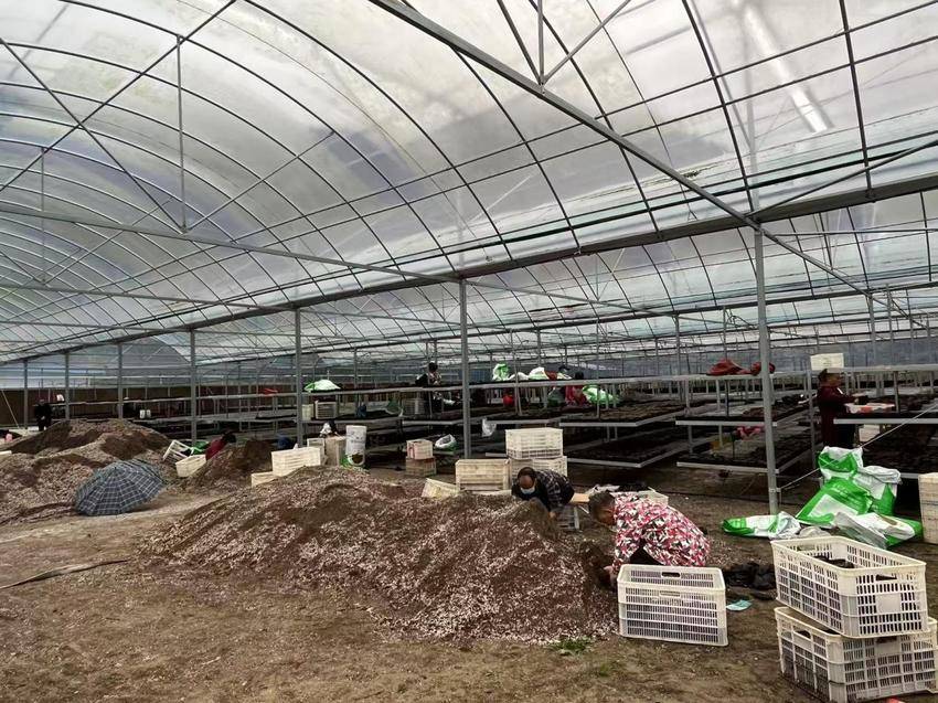 六官坪林场金秋备春耕，80万杯乡土树种育苗忙（陈冰  欧高娟新闻稿）.docx