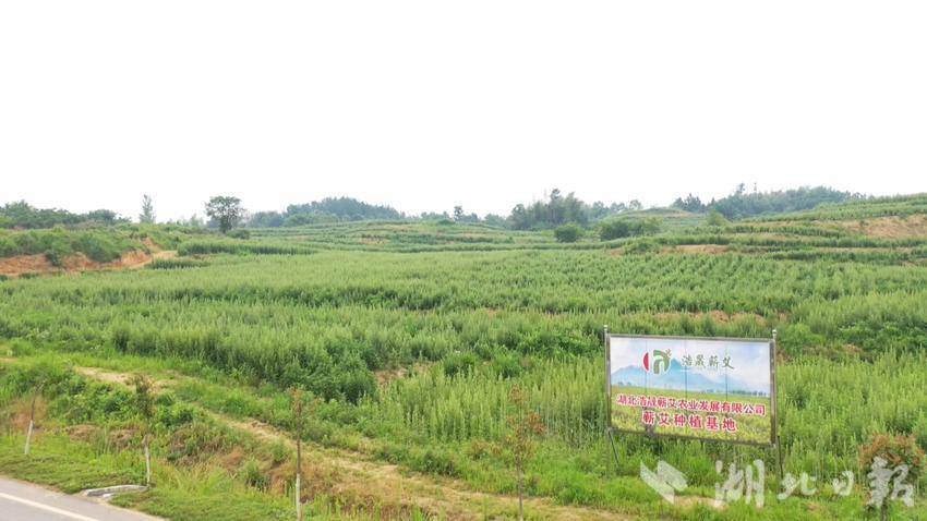 湖北浩晟蕲艾农业发展有限公司蕲艾种植基地