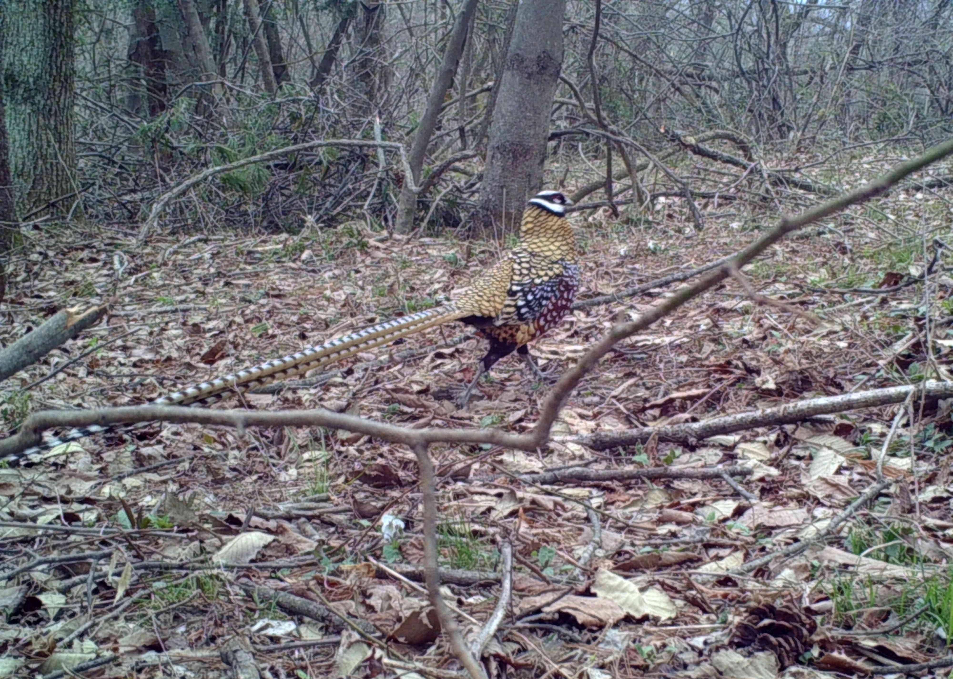 白冠长尾雉。（刘涛 供图）