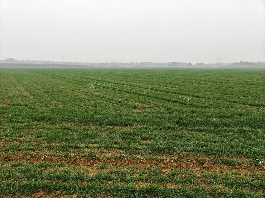 孝南农业双轮驱动：从荒岗粮仓到智慧农场的振兴图景(1).docx