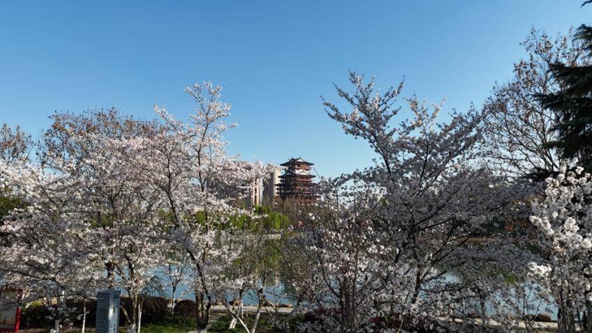 这条“樱花大道”，才是天门春日的“浪漫顶流”!.docx