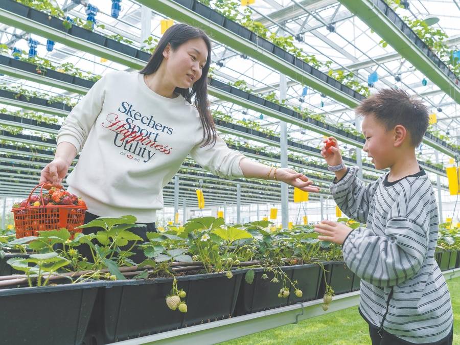 图为游客在采摘草莓。摄影 胡奥