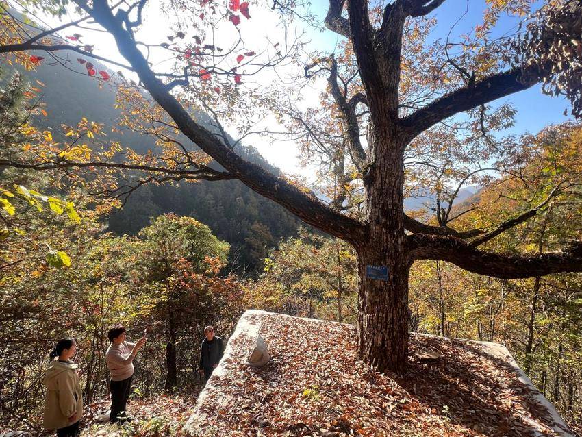 绿意重生：郧西县古树复壮项目绘就生态新画卷.docx