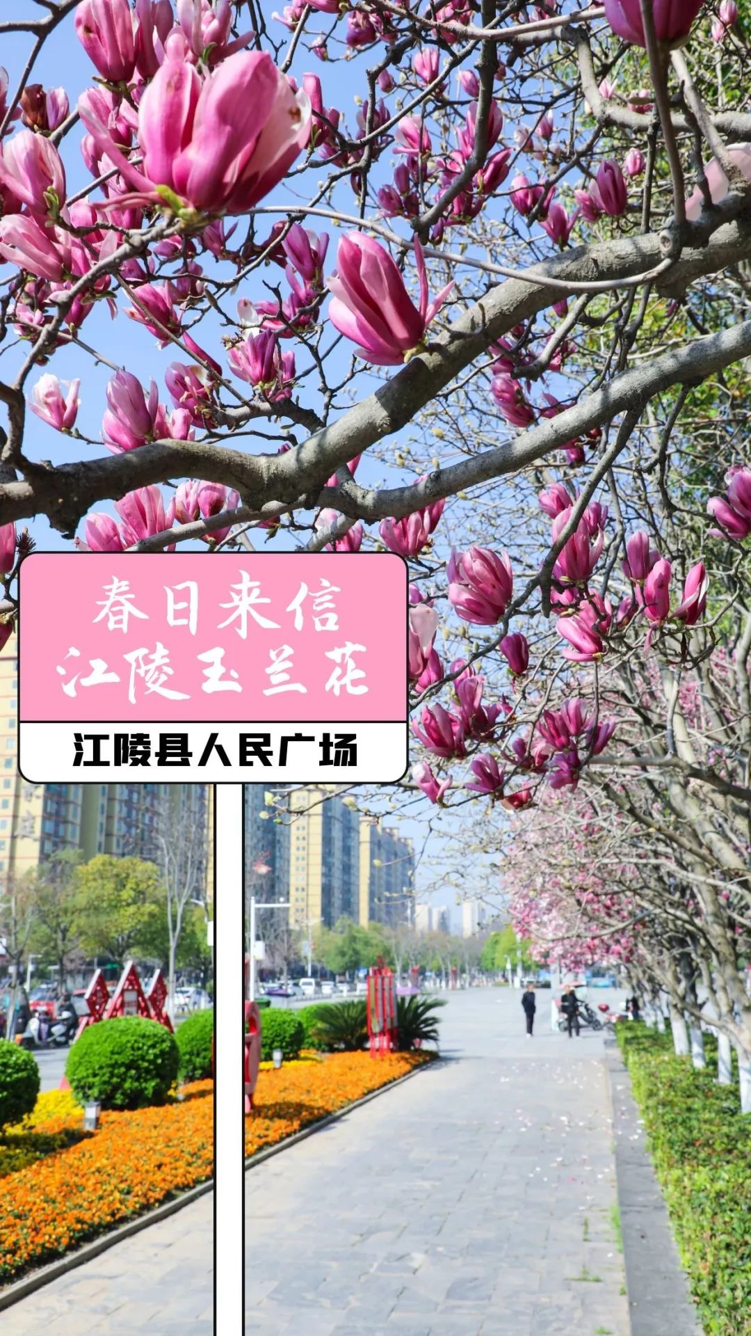 图怪兽_简约清新北京踏春路线全屏海报.jpg