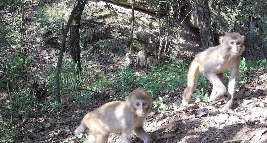 1修1五朵峰自然保护区 动物栖息的天堂(1)(1).docx