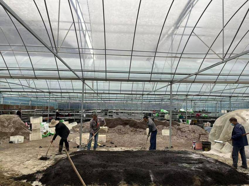 六官坪林场金秋备春耕，80万杯乡土树种育苗忙（陈冰  欧高娟新闻稿）.docx