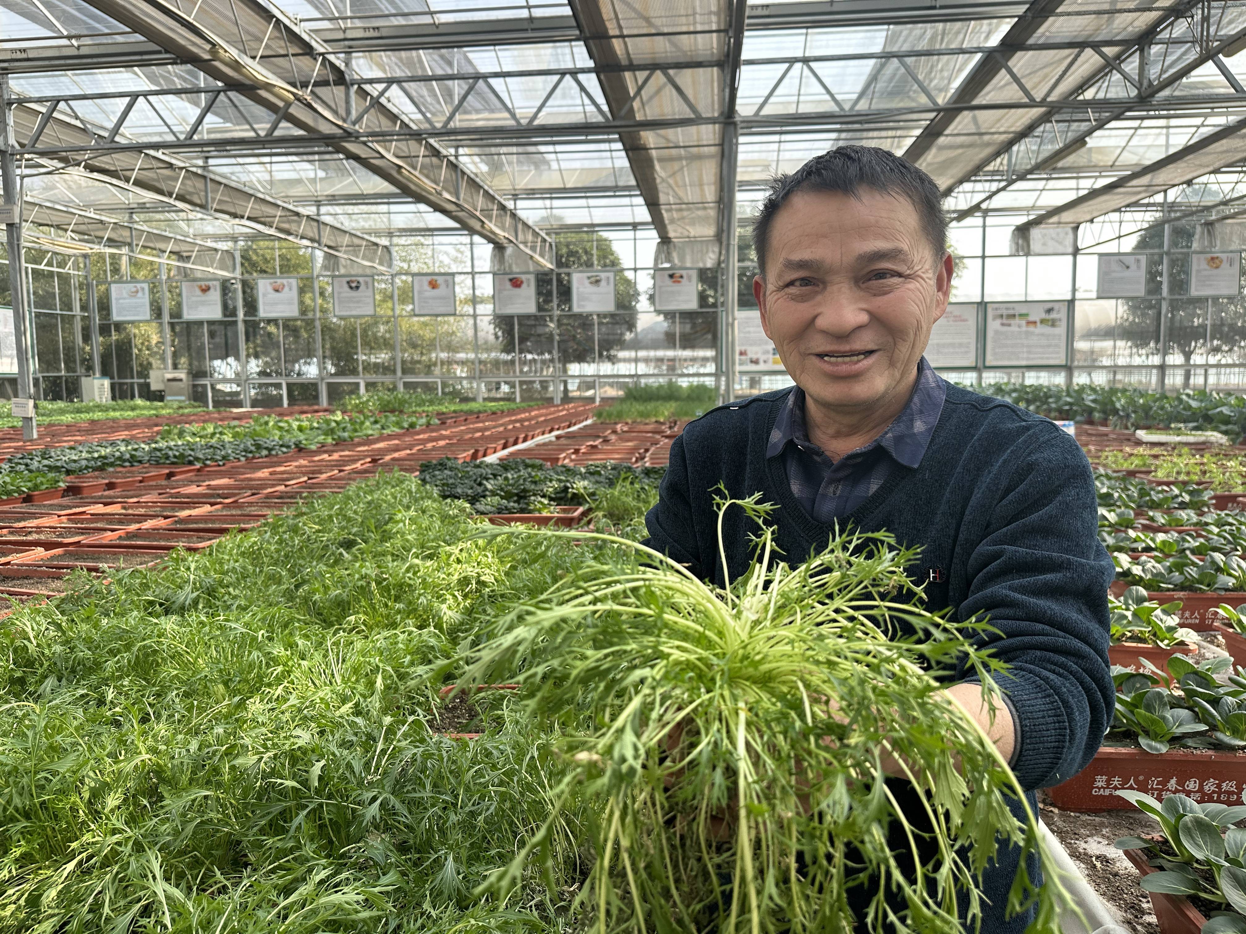 新品“京水菜”茎叶鲜嫩（记者 陈莉霖 摄）