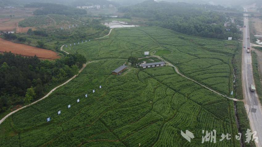蕲春县艾师傅蕲艾基地