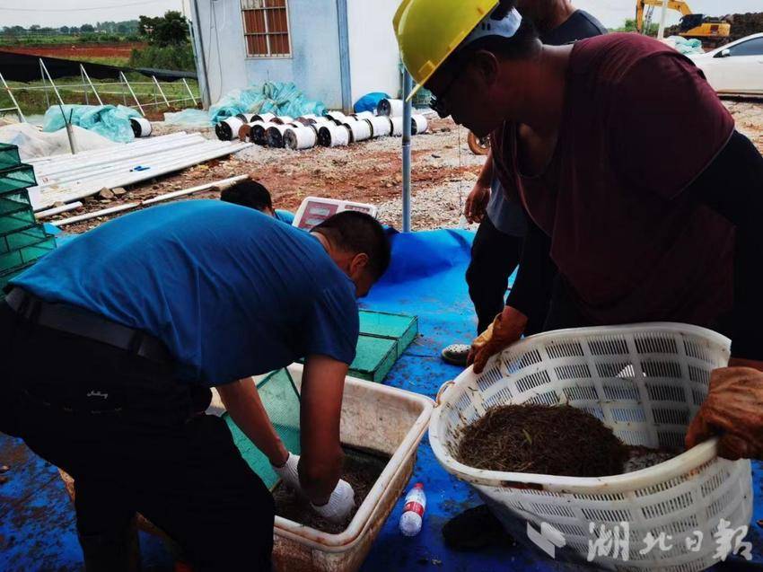 新理念、新模式、新产业——嘉鱼县水产养殖转型升级创新模式(2).docx