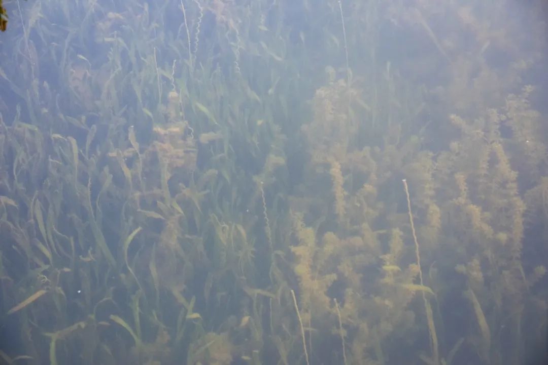 梁子湖内圩水草种植，形成一片生机勃勃的“水下森林”。胡战军摄影.JPG