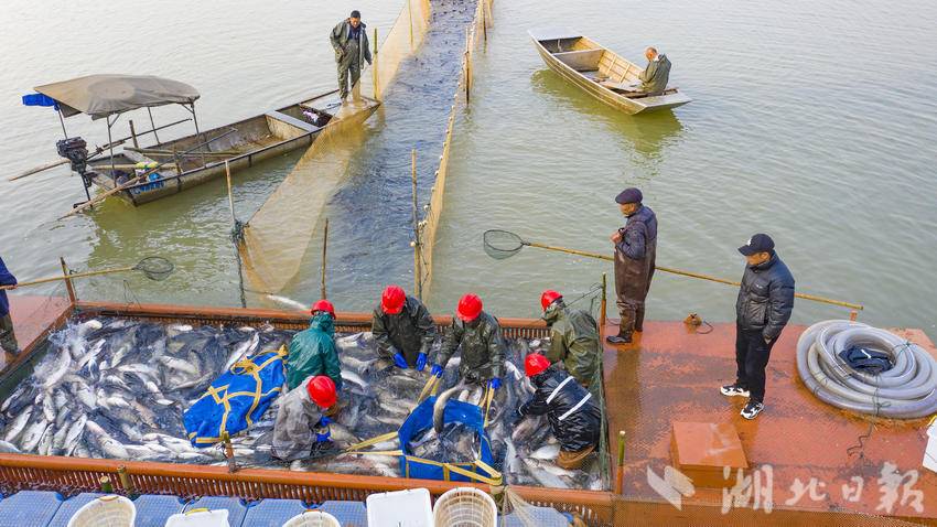 嘉鱼三湖连江梅懈湖生态鲜鱼喜获丰收.doc