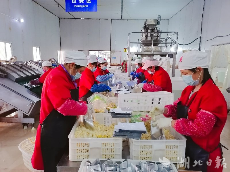 桂婳：以莲藕为支点，助力乡村振兴(3)(1).doc