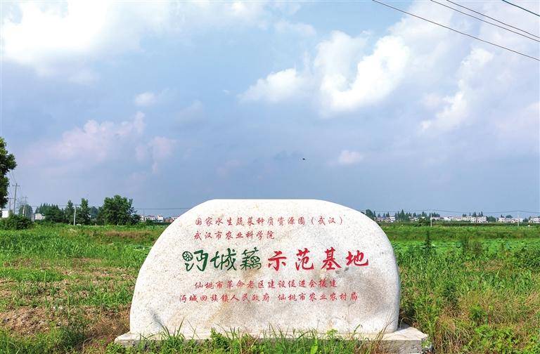 七红村沔城藕示范基地