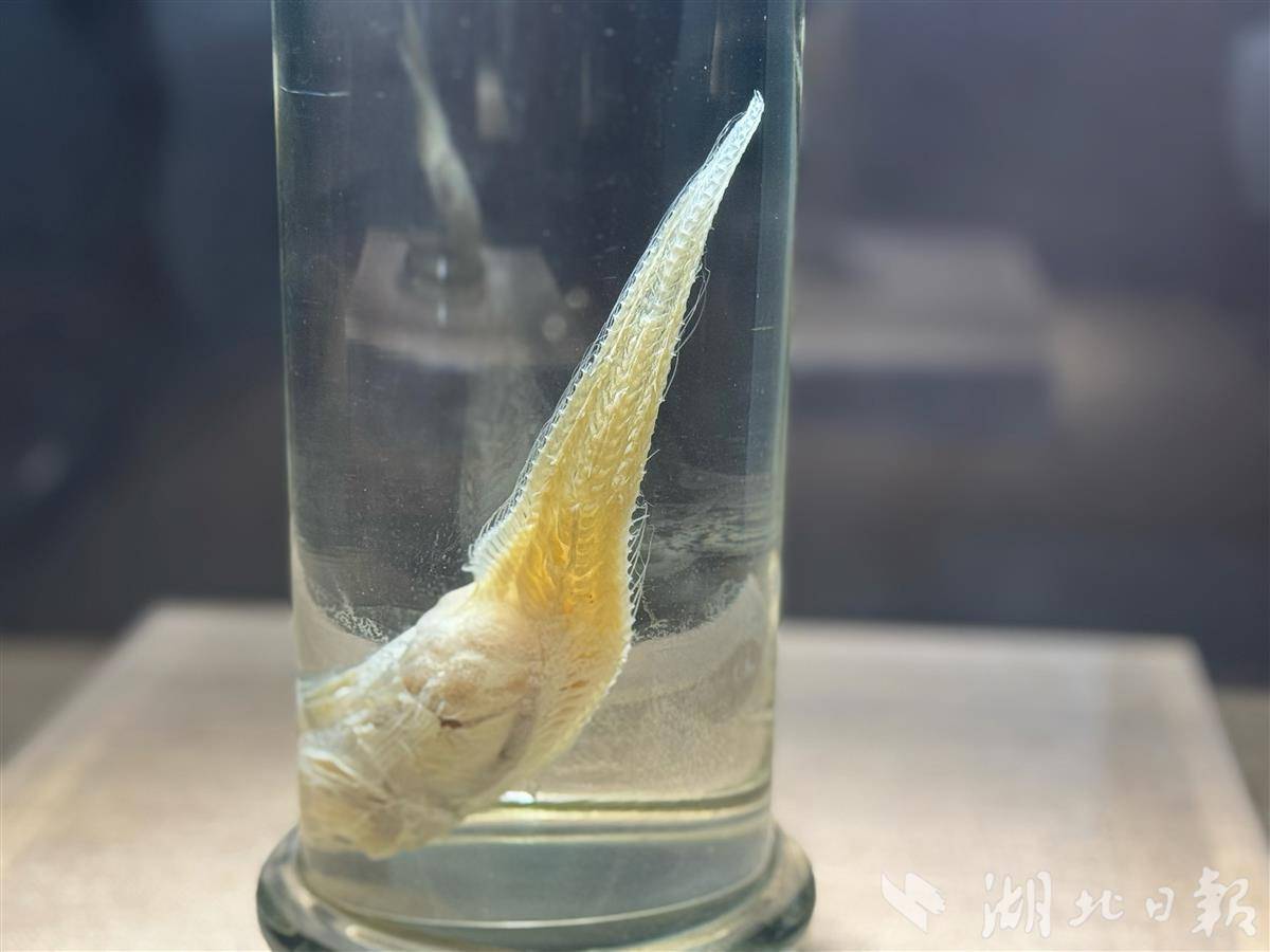 超深渊狮子鱼标本