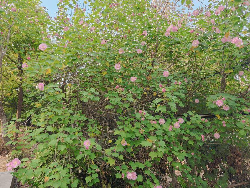 天门：河山干渠水清岸绿美如画.doc