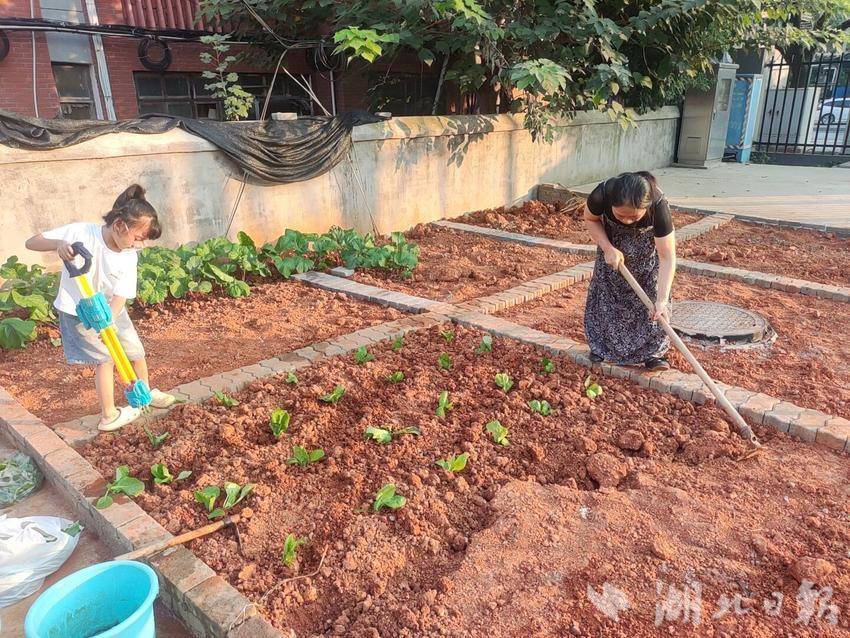新村社区：方寸田地间，种出亲子情与暖心意(1).doc