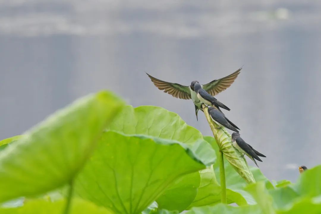 【新闻稿】沙湖生态构建城市绿肺 环沙湖双碳经济带建设持续推进(2).docx