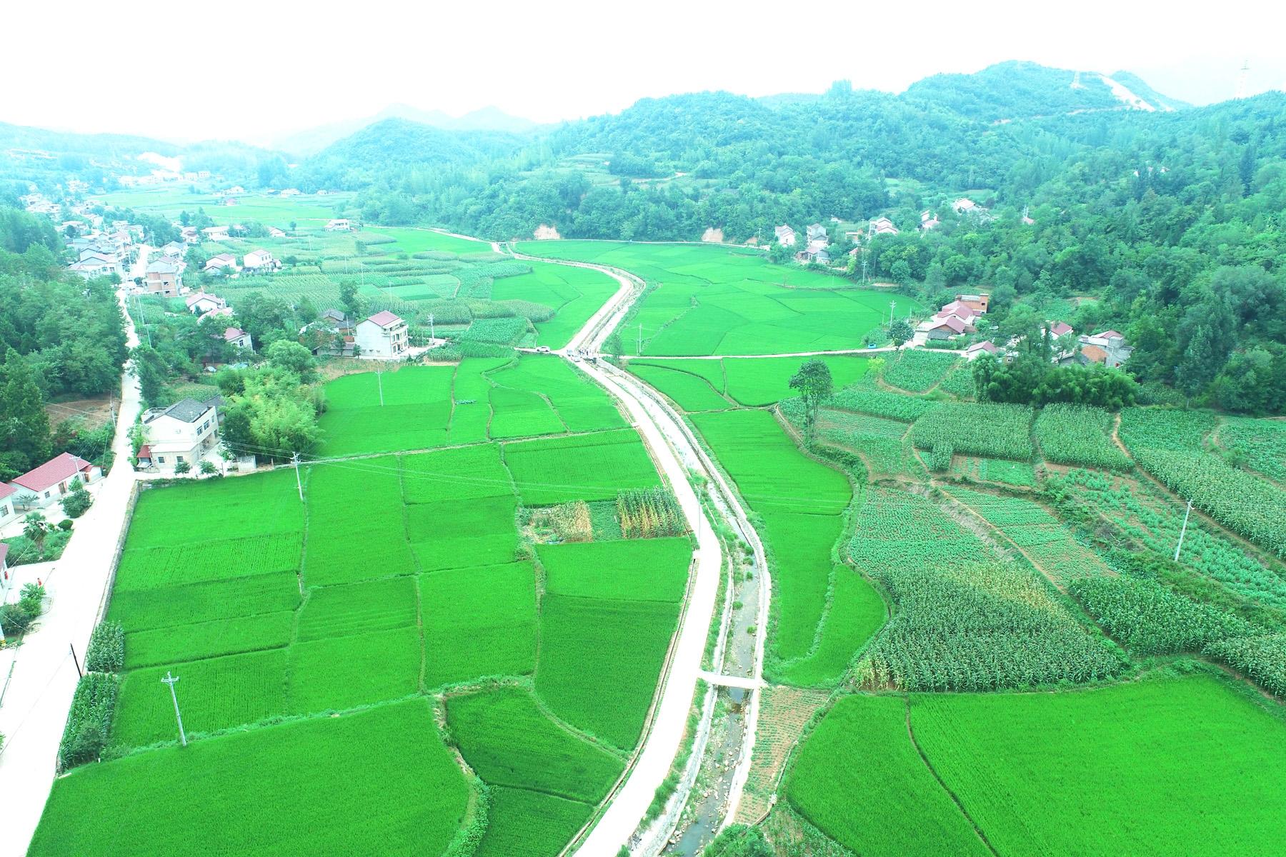 高标准农田与糯稻黄酒产业结合。