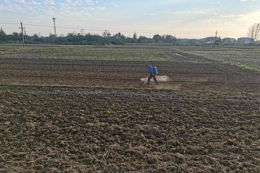 安陆市巡店镇抢晴封闭除草护航麦苗生长.docx