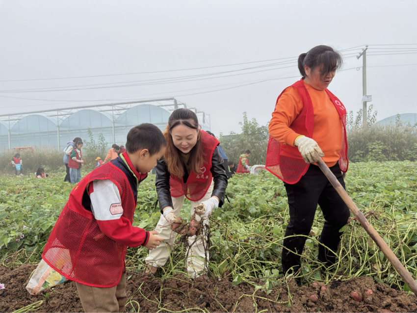 田间挖薯寻乐趣 亲子假期别样甜.docx