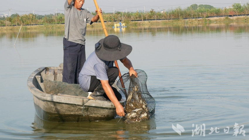 斧头湖大闸蟹：金秋美味，静待品尝.doc