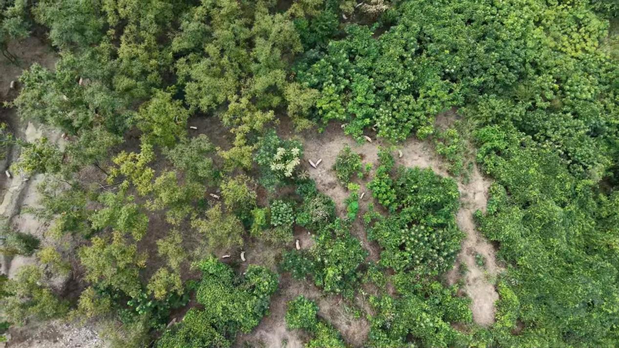 跑山猪进城热销 生态美味受追捧图文.docx