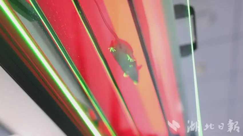 实验室里观测小鼠行为。