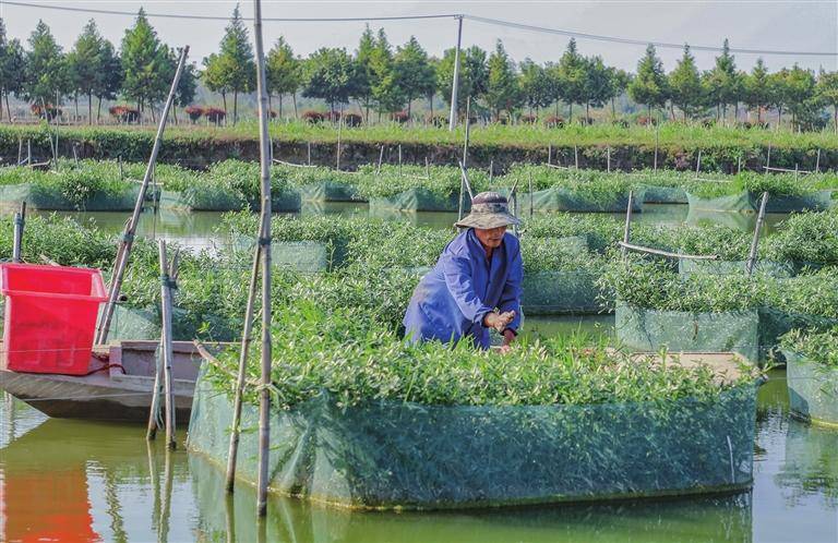 科学喂养 富民兴村