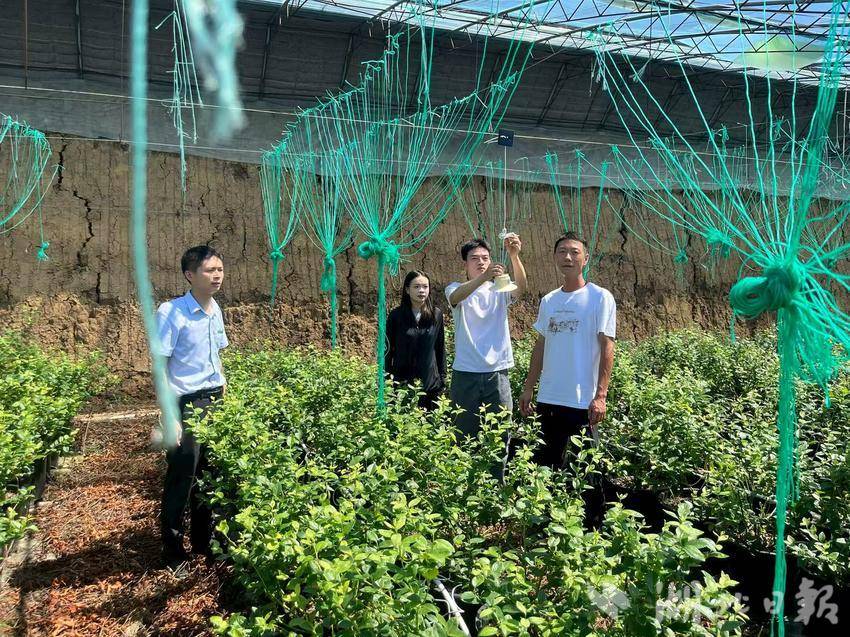 农行曾都支行为蔬菜种植大户安装智慧化种植设备。