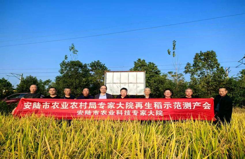 科技赋能再生稻 测产现场喜丰收 ——安陆市再生稻示范测产会圆满成功.docx