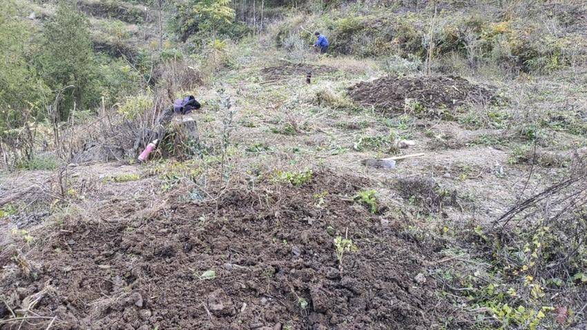 羊尾镇积极行动，开展油橄榄秋冬补植补造（陈冰 欧高娟.docx