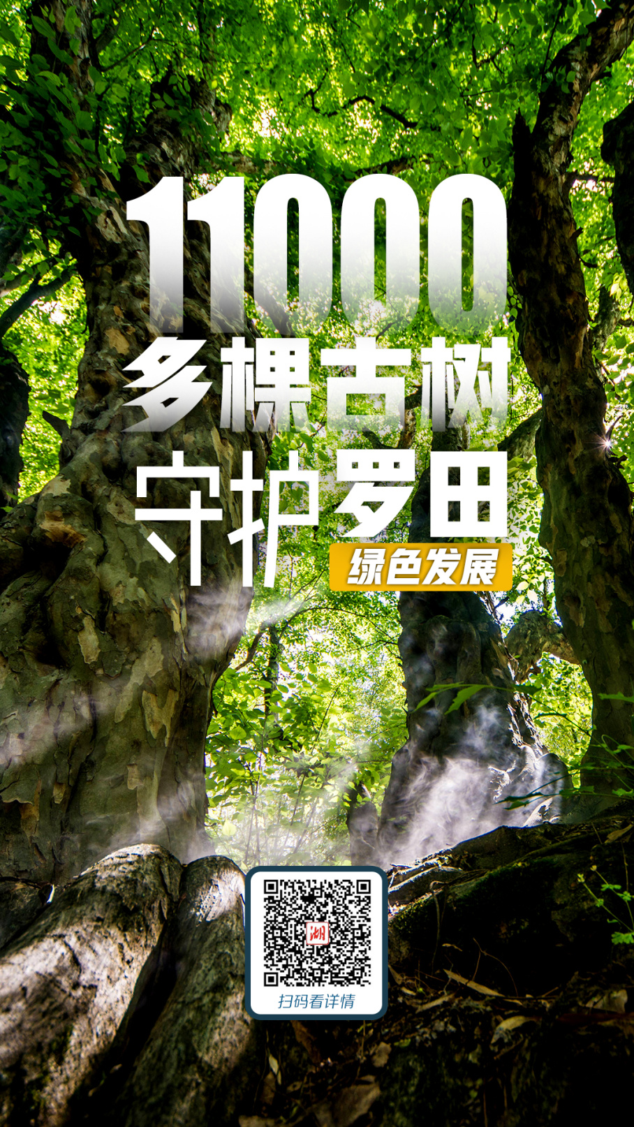 11000多棵.jpg