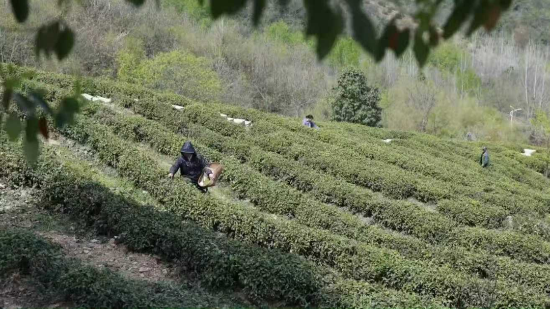 时·干2026》·立春｜春山可望蓄势新生——一个姑娘与一方茶山的故事- 湖北